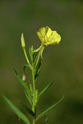 BUITEN BEELD Foto: 436625
