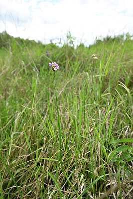 BUITEN BEELD Foto: 436626