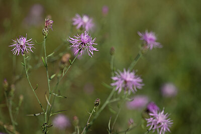 BUITEN BEELD Foto: 436632
