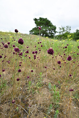 BUITEN BEELD Foto: 436633