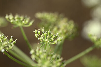 BUITEN BEELD Foto: 436637