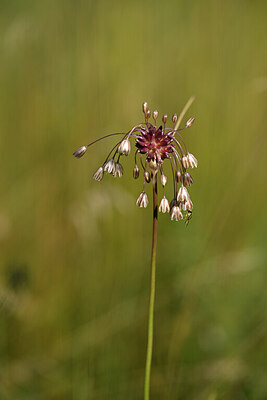 BUITEN BEELD Foto: 436642