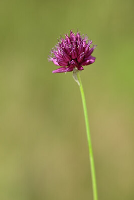 BUITEN BEELD Foto: 436644