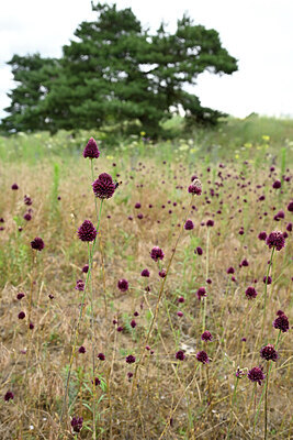 BUITEN BEELD Foto: 436645