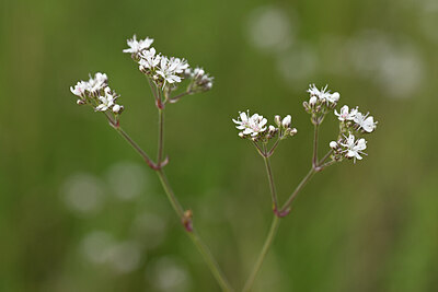 BUITEN BEELD Foto: 436648