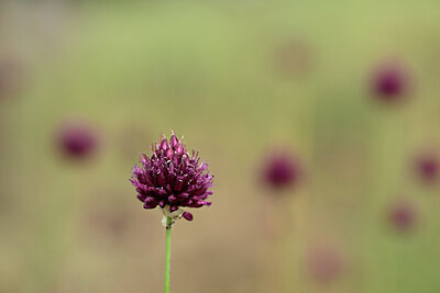 BUITEN BEELD Foto: 436650