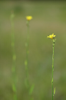 BUITEN BEELD Foto: 436651