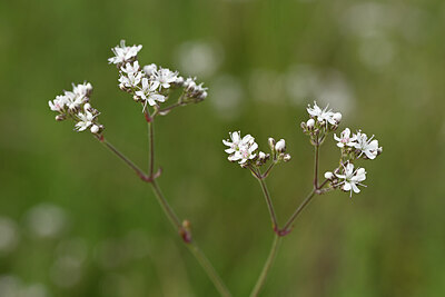 BUITEN BEELD Foto: 436654