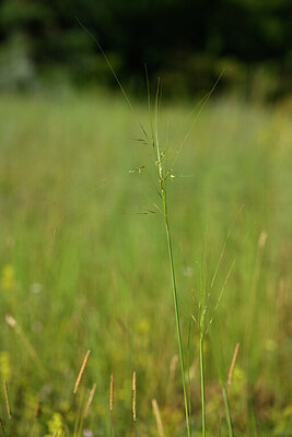 BUITEN BEELD Foto: 436656