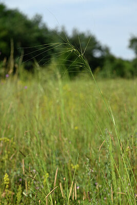 BUITEN BEELD Foto: 436657