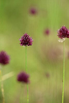 BUITEN BEELD Foto: 436660
