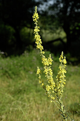 BUITEN BEELD Foto: 436661