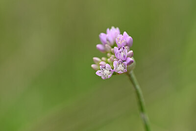 BUITEN BEELD Foto: 436664