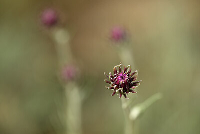 BUITEN BEELD Foto: 436666