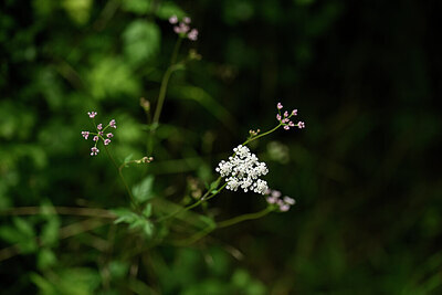 BUITEN BEELD Foto: 436671