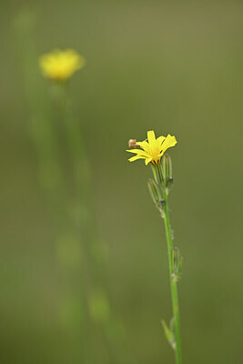 BUITEN BEELD Foto: 436672