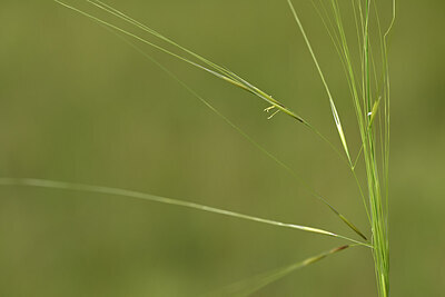 BUITEN BEELD Foto: 436673