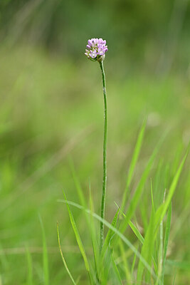 BUITEN BEELD Foto: 436676