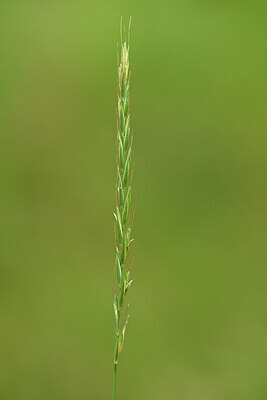 BUITEN BEELD Foto: 436677