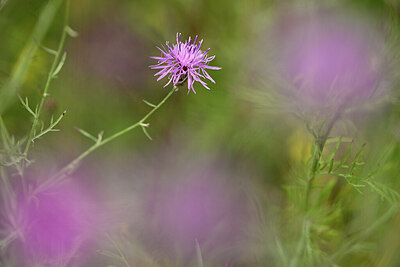 BUITEN BEELD Foto: 436682