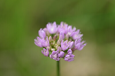 BUITEN BEELD Foto: 436685