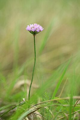 BUITEN BEELD Foto: 436686