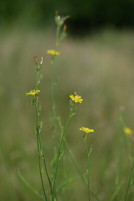 BUITEN BEELD Foto: 436688