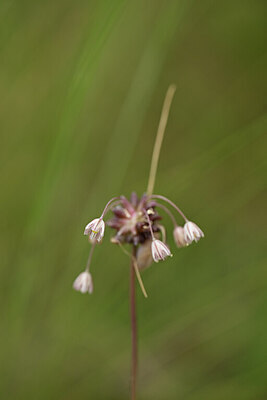 BUITEN BEELD Foto: 436690