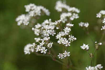 BUITEN BEELD Foto: 436692