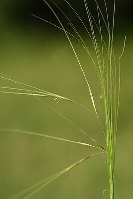 BUITEN BEELD Foto: 436698