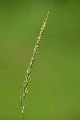 BUITEN BEELD Foto: 436702