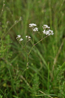 BUITEN BEELD Foto: 436703