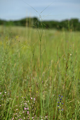 BUITEN BEELD Foto: 436704