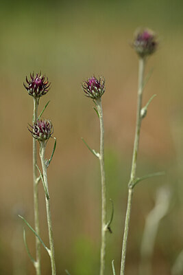 BUITEN BEELD Foto: 436705