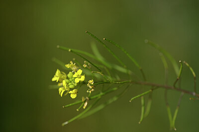 BUITEN BEELD Foto: 436707