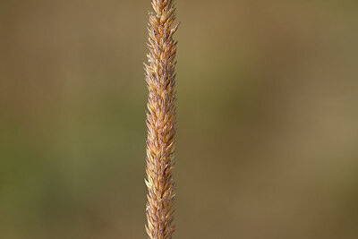 BUITEN BEELD Foto: 436711