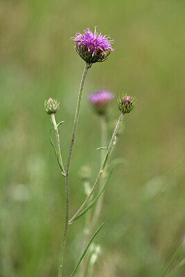 BUITEN BEELD Foto: 436714