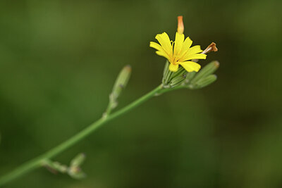 BUITEN BEELD Foto: 436715