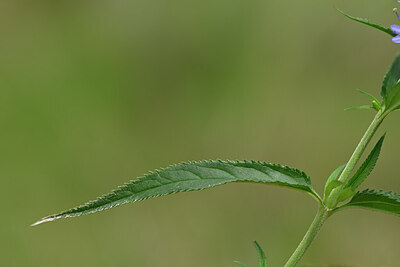 BUITEN BEELD Foto: 436718
