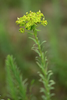 BUITEN BEELD Foto: 436719