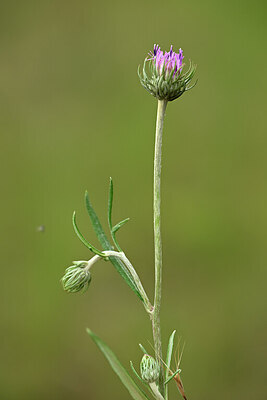 BUITEN BEELD Foto: 436721