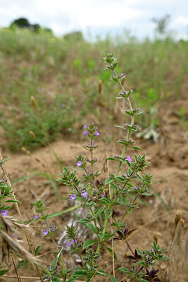 BUITEN BEELD Foto: 436722