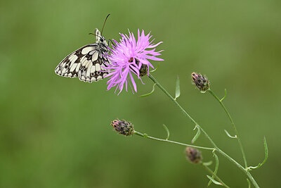 BUITEN BEELD Foto: 436724