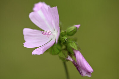 BUITEN BEELD Foto: 436725