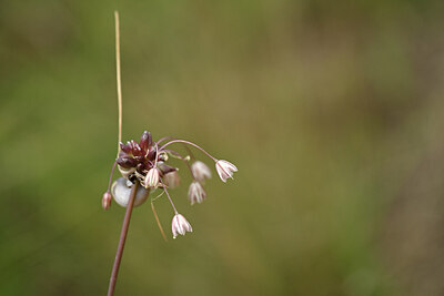 BUITEN BEELD Foto: 436726