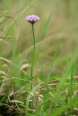 BUITEN BEELD Foto: 436727