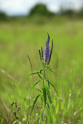 BUITEN BEELD Foto: 436729