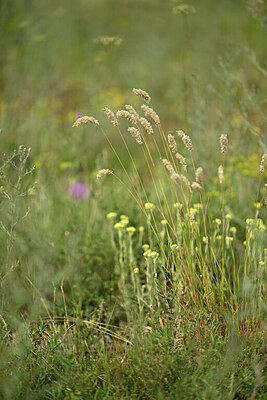 BUITEN BEELD Foto: 436730
