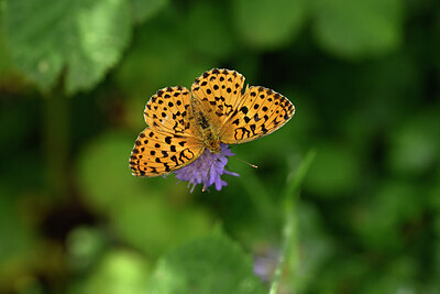 BUITEN BEELD Foto: 436733