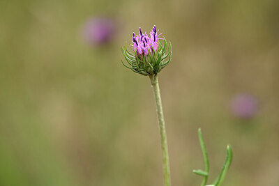 BUITEN BEELD Foto: 436735